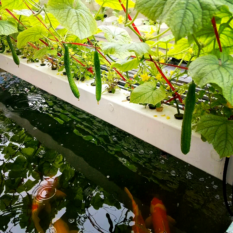 惠州市智慧农业鱼菜共生 - 方案